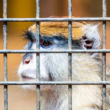 Monkey looking through zoo cell Stock Photos