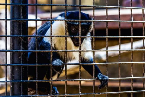 Monkey looking through zoo cell Stock Photos