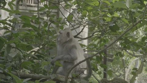 Monkey Looking Towards Camera Stock-Footage 246410463