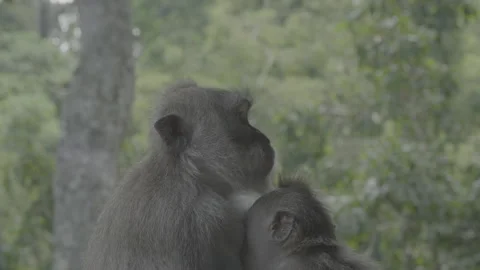 Monkey Looking Towards Camera Stock-Footage 246410476