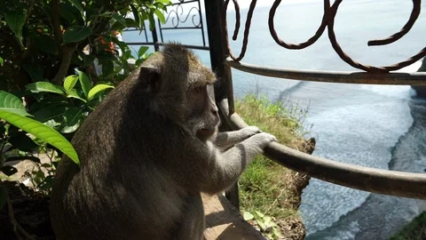 Monkey Looking at Waves on Beach Stock Footage 88221681