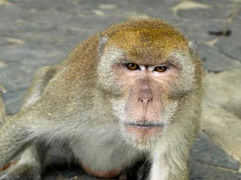 Monkey looking to you Stock Photos