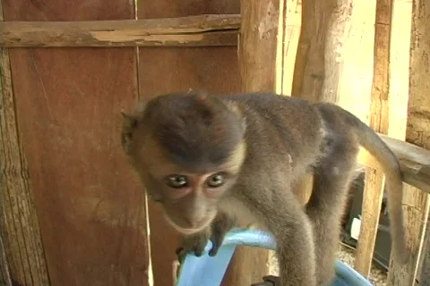 Monkey looks into camera Stock Footage 286885