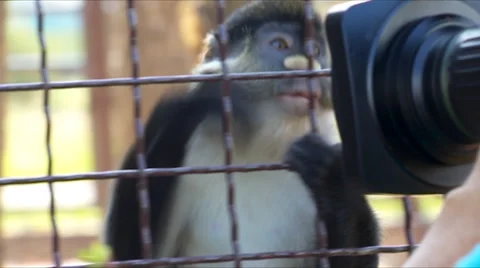 Monkey Looks At The Camera Video stock 66310614