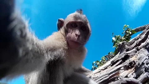 The monkey looks at the camera Stock Footage 86469993