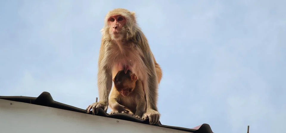 Monkey looks at camera Stock Photos