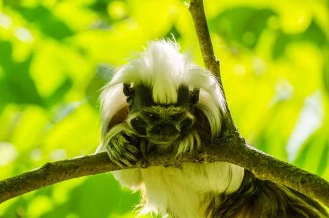 Monkey looks down from a tree Stock Photos