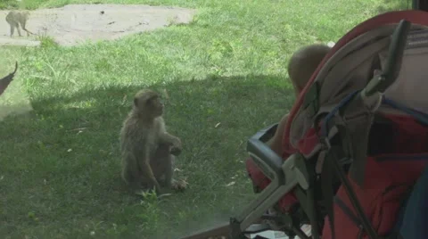 Monkey Looks At Kid Through Glass in a Zoo Stock Footage 65940556