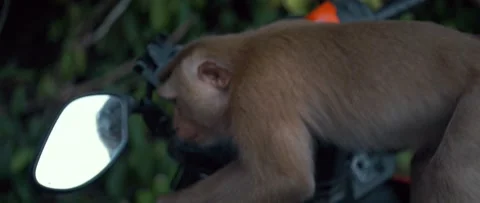 A monkey looks in the mirror of a motorcycle Video stock 233399739
