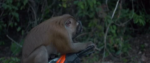 A monkey looks in the mirror of a motorcycle Video stock 233399981