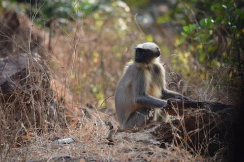 Monkey looks Stock Photos