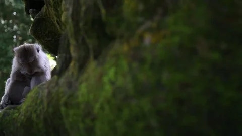 Monkey love Video stock 81295657