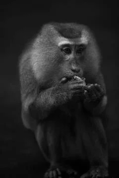 Monkey lunch break Stock Photos