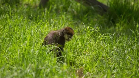 Monkey in lush field looking for insects Stock Footage 41540037
