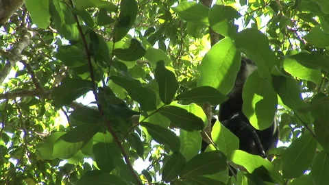 Monkey in Lush Greens Jumping Across to another Branch Stock Footage 138147164
