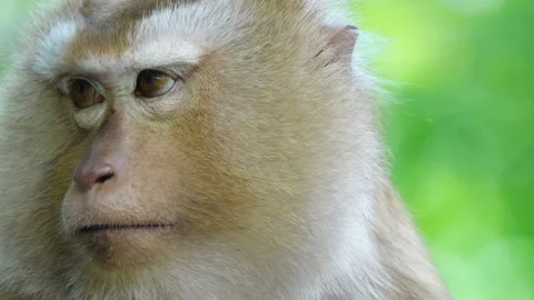 The Monkey lying and resting on a tree branch  Stock Footage 156813835