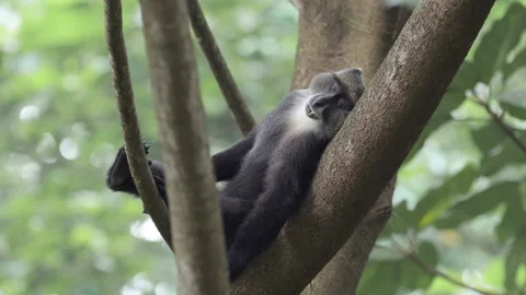 Monkey Lying Down in a Tree in Africa in Kilimanjaro National Park in Stock-Footage 277677574