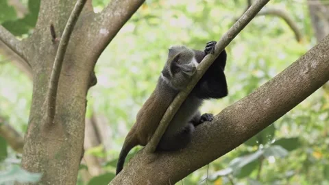Monkey Lying Down in a Tree in Africa in Kilimanjaro National Park in Stock-Footage 278646349