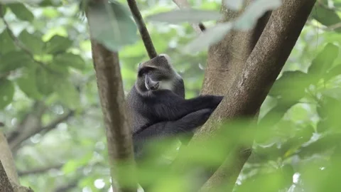 Monkey Lying Down in a Tree in Africa in Kilimanjaro National Park in Stock-Footage 288969178