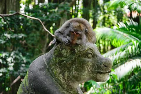 Monkey lying on the statue in monkey forest in Bali, Indonesia Stock Photos
