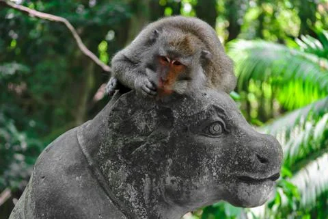Monkey lying on the statue in monkey forest in Bali, Indonesia Stock Photos