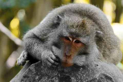Monkey lying on the statue in monkey forest in Bali, Indonesia Stock Photos