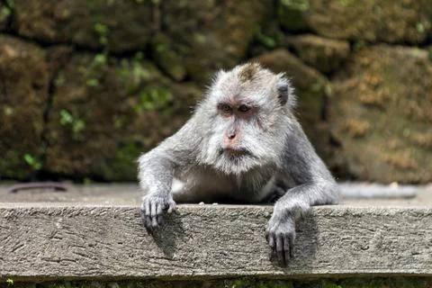 Monkey lying on stone in ubud forest, bali Stock Photos