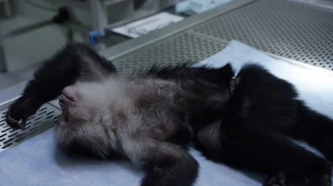 Monkey lying on table at veterinary clinic while undergoing treatment 스톡 동영상 67555418