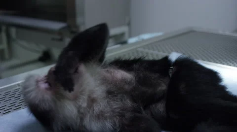 Monkey lying on table at veterinary clinic 스톡 동영상 67555430