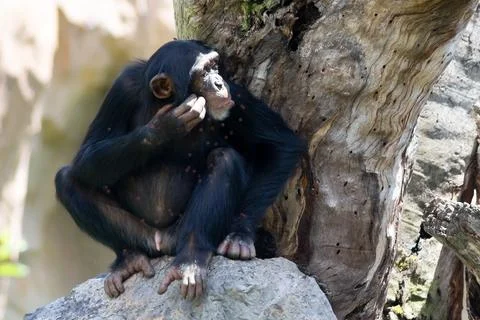 Monkey, macaca, chimpanzee with smallpox spots on body. Diseases Animals mammals Foto stock