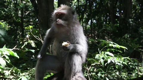 A monkey (Macaca fascicularis) eats a piece of corn in a indonesian Forest  Stock Footage 155662553