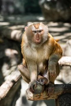 Monkey macaca leonina pig-tailed looking carefully at camera in zoo in Thaila Stock Photos