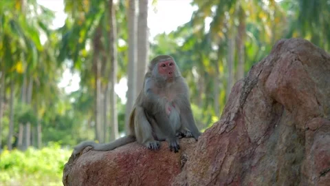 The monkey Macaca mulatta sits on a stone against a background of green foliage, Stock Footage 154846936