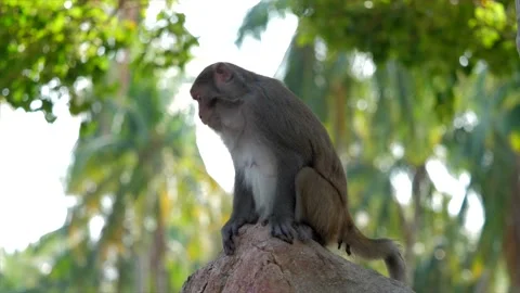 The monkey Macaca mulatta sits on a stone. Stock Footage 154847025