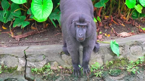 Monkey macaca nigra Look for something to eat 스톡 동영상 242973278