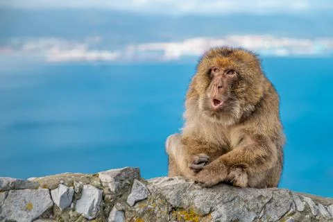 The monkey Macaca sylvanus sits on a rock off the coast and repels tourists Stock-Fotos