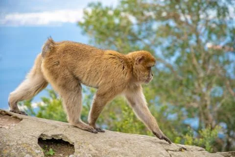 Monkey Macaca sylvanus in the wild on the Gibraltar peninsula Stock-Fotos