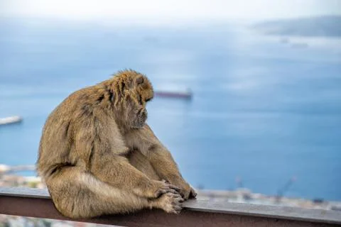 Monkey Macaca sylvanus in the wild on the Gibraltar peninsula Stock-Fotos