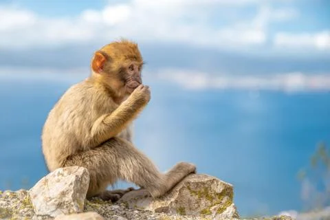 Monkey Macaca sylvanus in the wild on the Gibraltar peninsula Foto stock