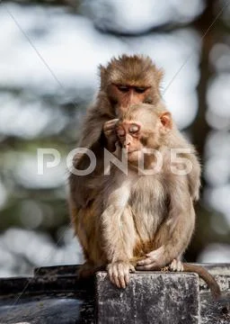 Monkey - macacus mulatta Stock Photos