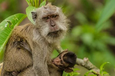 Monkey macaque baby Foto stock