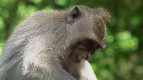 Monkey macaque in Bali, Ubud, Indonesia Stock Footage 74503353