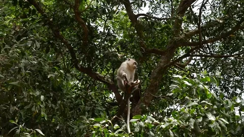 Monkey Macaque on a big windy Tree Stock Footage 102718292