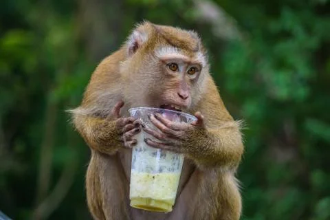 A monkey macaque drinks a cocktail Stock Photos