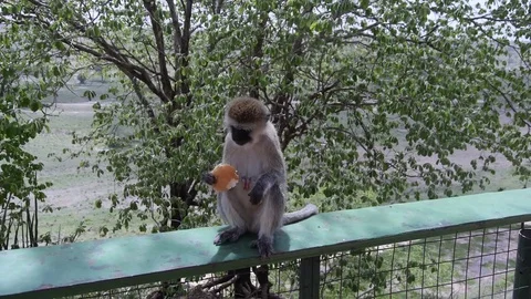 Monkey Macaque Eats bread. Safari in Tanzania Stock Footage 79625184