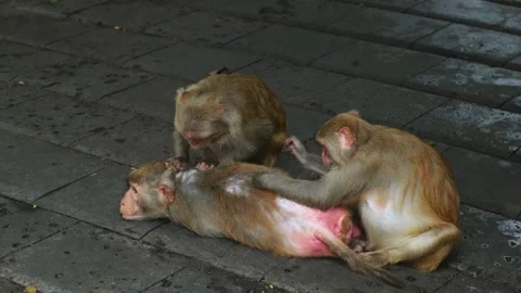 Monkey macaque grooming each other on pavement in park Stock Footage 336449392