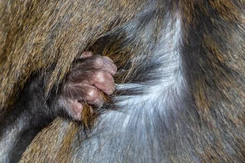 Monkey macaque with her small cub in the natural park. A rear view Stock Photos