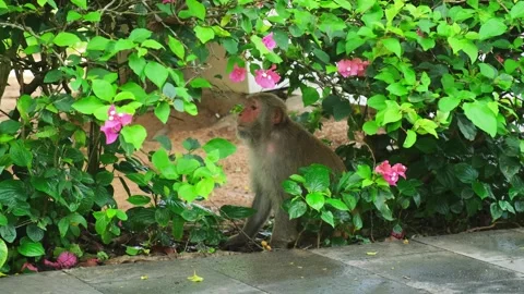 Monkey macaque hiding in bushes with pink flowers looking around 스톡 동영상 336449407