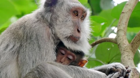 Monkey macaque holding its cub to the breast .mp4 Stock Footage 56225403