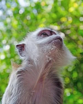 Monkey (macaque) look up Stock Photos